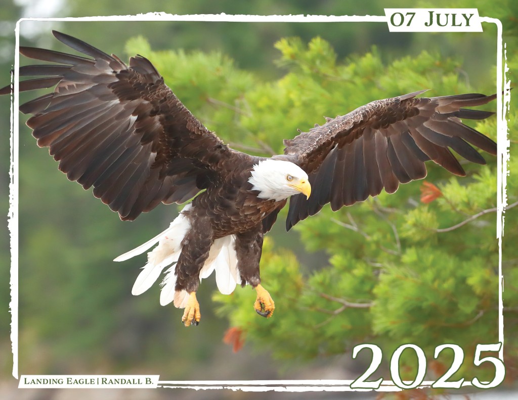 July - &quot;Landing Eagle&quot; by Randall B