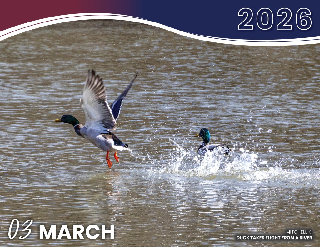 MARCH 2026 - DUCK TAKES FLIGHT FROM A RIVER | MITCHELL K.