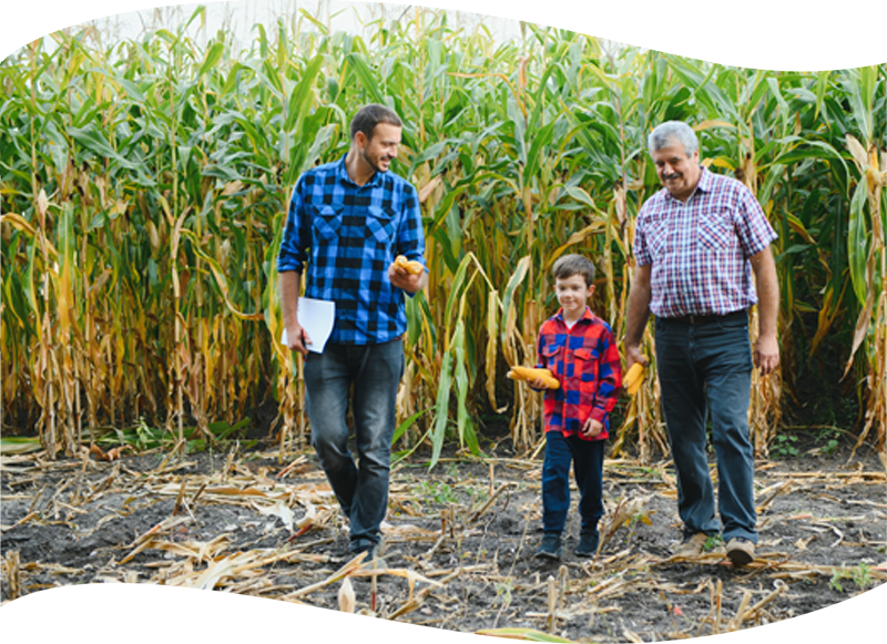 male generations in cornfield